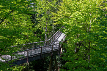 Steg des Baumwipfelpfades im Nationalpark Bayerischer Wald