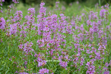 Purple wildflowers blooming in natural meadow garden