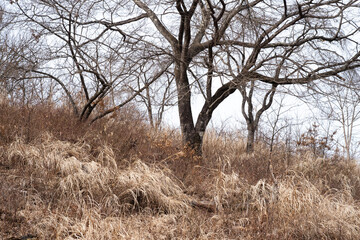 dead tree in the autumn field