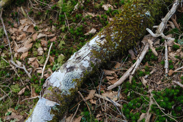 moss on the tree