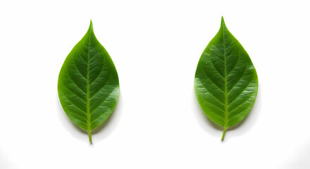 Obraz premium Two Green Leaves: Minimalist Nature Photography for Design