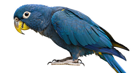 Blue and yellow parrot isolated on PNG background.