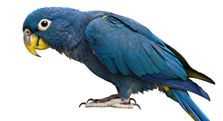 Blue and yellow parrot isolated on PNG background.