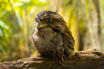 Young Tawny Frogmouth podargus strigoides, nocturnal stocky bird from australia sitting on branch