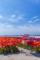 Red vintage baby carriage standing in colorful tulip field in Netherlands under blue sky