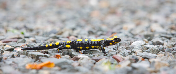 Fire salamander, Salamandra salamandra, on a gravel road.
