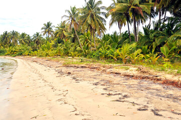 Panama, Bocas del Toro Archipelago, Bocas del Toro Province, Colon Island, Central America, America, Caribbean Sea, Playa Estrella, idyllic sandy beach with palm trees forest