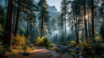 Fototapeta premium Sunlight beams through the trees in a misty forest with a stream and a path in the morning