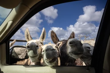 Selbstklebende Fototapeten Esel Wild funny donkeys looking into car through opened car window. Curious donkeys.  © Vitalina