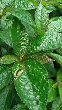 Strobilanthes crispa is a shrub which originates from Madagascar.  is a species of plant in the Acanthaceae family from the genus Strobilanthes - in Indonesia its called Kaca beling or Pecah beling