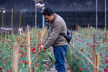 Asian farmer and florist is working in the farm while tie supporting dianthus carnation flowers...