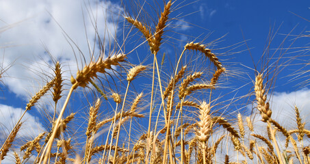 A wheat field under a blue sky, Québec, Canada © Claude Laprise