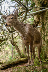 A young sika deer stands on a mosscovered stone, near ancient stone lanterns within Nara Park, Japan. These deer are considered sacred messengers of the gods in Shinto beliefs.
