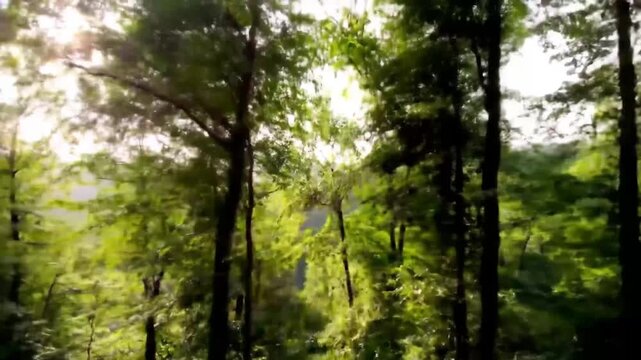 Sunlight Flares Through Lush Green Trees in a Fast-Paced Sideways Tracking Shot