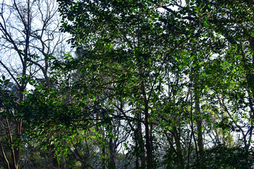 Obraz premium Low angle of the tree, full of tree branches and leaves. A bunch of tree branches. Looking up to the trees. Nature concept. Tree background.