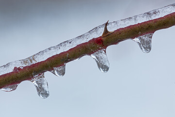 Close-up of icicles on twig formed during a winter freezing rain event