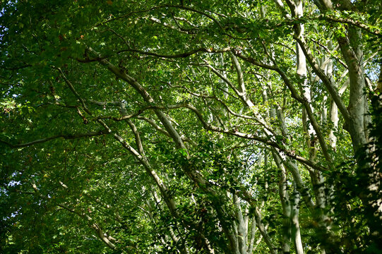 Low angle of the tree, full of tree branches and leaves. A bunch of tree branches. Looking up to the trees. Nature concept. Tree background.