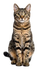 Fototapeta premium Feline portrait against white