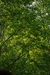 Obraz premium Low angle of the tree, full of tree branches and leaves. A bunch of tree branches. Looking up to the trees. Nature concept. Tree background.