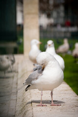 Chowająca się mewa © Filip