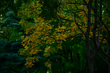 Low angle of the tree, full of tree branches and leaves. A bunch of tree branches. Looking up to the trees. Nature concept. Tree background.