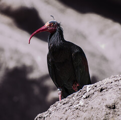 bird :)