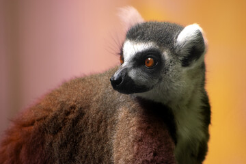 lemur