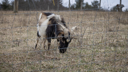 Goat feeding in the field.
