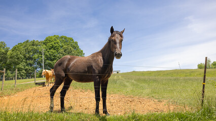 Brown horse in the field.