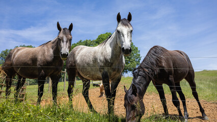 Horses looking at the camera.
