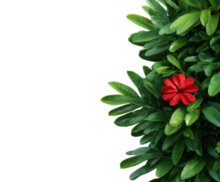 Vibrant red flower surrounded by lush green leaves in a garden setting on a transparent background, cut out