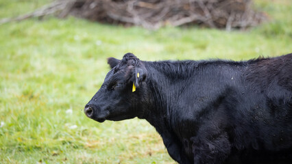 Black cow on a meadow.
