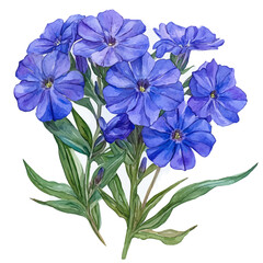 Fototapeta premium watercolor vector of Sweet William Flower, isolated on a white background.
