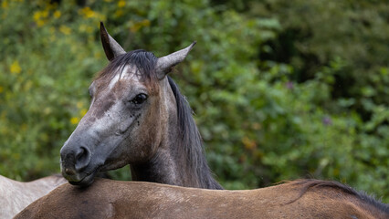 Beautiful portrait of a horse.