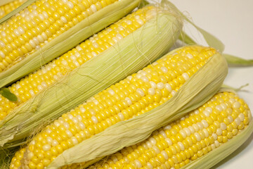 Close raw cobs of sweet corn against background. Ears of sweet corn with leaves. Tasty sweet corn on cob