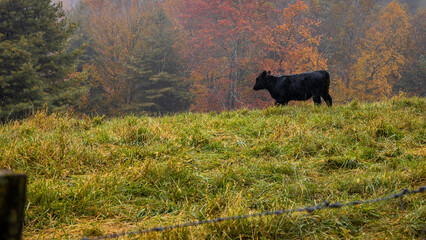Black cow in pasture on a fall day.