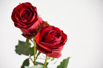 赤い薔薇