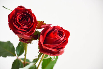 赤い薔薇