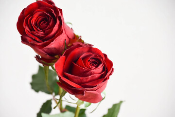 Fototapeta premium 赤い薔薇
