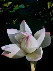 white water lily