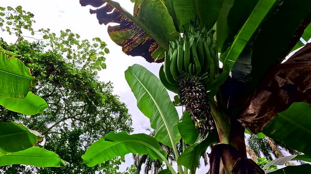 A banana tree, with a large but still not ripe plantain, locally referred to as verde or platano, seen from below.