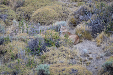 South American Puma