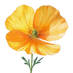 Rue Flower, watercolor illustration vector, isolated on a white background.