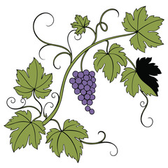 Obraz premium Beautiful grapevine vector illustration with leaves and hanging fruit, perfect for wine production, natural food, and farm branding.