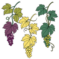 Yellow grapevine vector illustration with leaves and clusters ideal for winery label design, vineyard branding, and natural food artwork