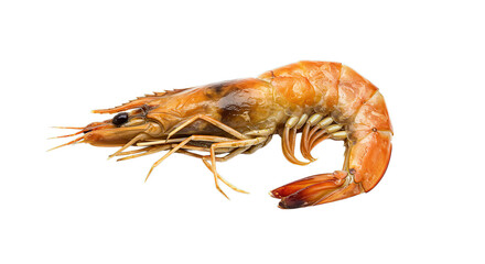 A single cooked shrimp isolated showing its legs and tail on a plain dark surface view from side