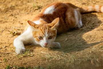 gatto, cat, gatto europeo 
