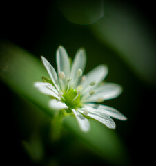 white daisy flower
