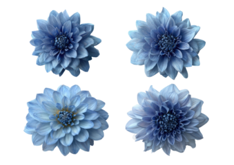 Four light blue dahlia flowers, close-up, arranged in a grid.  Each flower displays intricate details of petals and a dark center.  Image is high-resolution and isolated against a black background