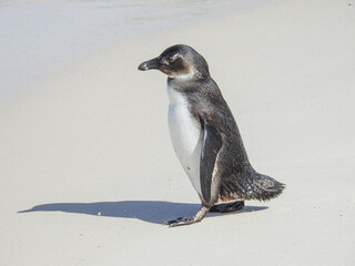Juvenile African Penguin Walking on Beach
